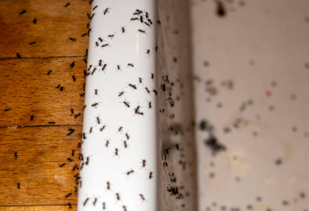 Best Ant Control Services  in Wilberforce, OH